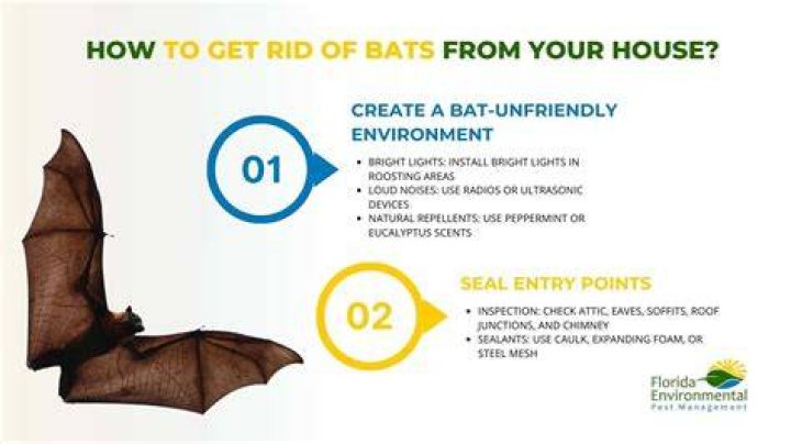 How much does it cost to remove bats from a house?